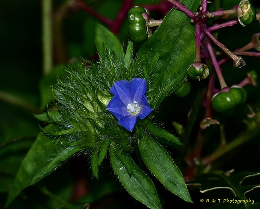 {Jacquemontia tamnifolia}
